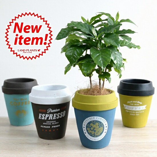  コーヒーの木 × チルドカップ型 陶器鉢コーヒーカップ コーヒーノキ・3号・4号・植木鉢・底穴あり・フラワーポット　白・黒・青・オレンジ・ミント・ネイビー・グリーン