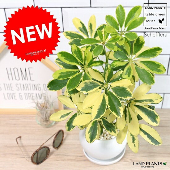 楽天市場 シェフレラ 斑入り バリエガータ 白色 丸型 陶器鉢 ホンコン カポック ヤドリフカノキ ふいり 陶器 丸形 丸鉢 鉢植え 苗 苗木 白 ホワイト 観葉植物 Land Plants 楽天市場店