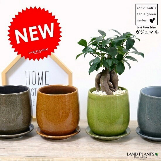 【4色】 ガジュマル(幹太) 落ち着きのある ラウンド型 陶器鉢 【鉢色選べる】(黄色小石・受皿・育て方)幸福をもたらす 多幸の樹 精霊 がじゅまるの木 鉢植え 鉢 苗 苗木 丸 観葉植物 グータンヌーボー グータンヌーボ2