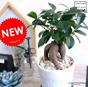 ガジュマル (幹太) クレータ加工 釉薬陶器鉢 (WHITE) 【天然砕石・受皿・育て方】 幸福をもたらす 多幸の樹 精霊 がじゅまるの木 鉢植え 鉢 白 ホワ...