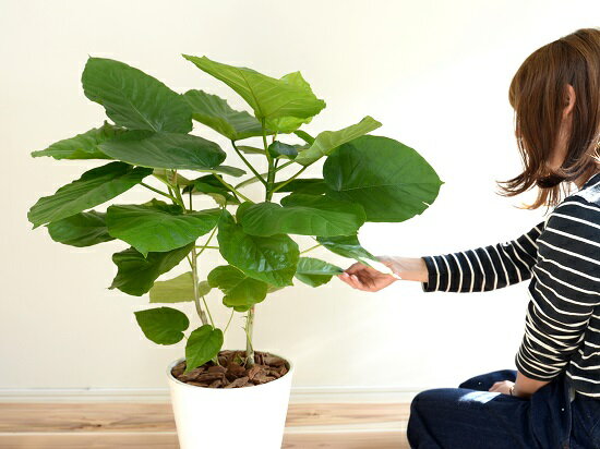 ウンベラータ 観葉植物花 ガーデン Diy 株立ち仕立て ハートリーフ 観葉植物 花 観葉植物 ウンベラータ 株立ち 8号 ゴム セラアート 日傘の木 珍しい 鉢植え 白色 白 ホワイト ゴムノキ ゴムの木 ハート型 丸 観葉植物 Land Plants 店