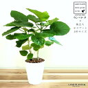 ウンベラータ (株立ち) 8号 セラアート 白色 鉢植え ゴム ゴムノキ ゴムの木 ハート型 白 ホワイト 丸 観葉植物