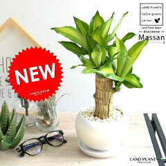 https://thumbnail.image.rakuten.co.jp/@0_mall/land-plants/cabinet/04773502/05239305/imgrc0096556180.jpg