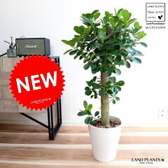 https://thumbnail.image.rakuten.co.jp/@0_mall/land-plants/cabinet/04773502/06320638/imgrc0096593383.jpg