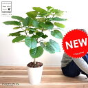 【特選】 ウンベラータ 8号（白色） セラアート鉢 （自然樹形） 鉢植え 大型 観葉植物 【ギフト配送可】8号鉢 送料無料 割れない