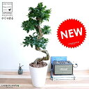 ガジュマル ガジュマル （曲がり盆栽） 白色 セラアート鉢 8号 鉢植え がじゅまる 大型 昇り竜 鉢 白 ホワイト 丸 観葉植物 送料無料 bonsai