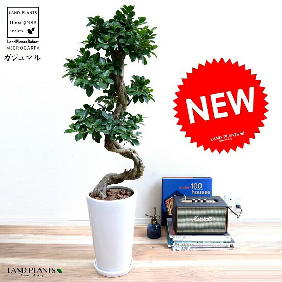 ガジュマル 曲がり盆栽 白色 丸形 スリム 観葉植物 Bonsai花 ガーデン Diy 陶器鉢 ガーデンズ 鉢植え 観葉植物 陶器 がじゅまる 大型 昇り竜 鉢 白 ホワイト 丸 観葉植物 送料無料 Bonsai Land Plants 店精霊が宿る 多幸の木 曲り仕立て 幸福をもたらす 縁起の良い ガジュマル 曲がり盆栽 白色 丸形 スリム 観葉植物 Bonsai花 ガーデン Diy 陶器鉢 ガーデンズ 鉢植え 観葉植物 陶器 がじゅまる 大型 昇り竜 鉢 白 ホワイト 丸 観葉植物 送料無料 Bonsai Land Plants 店精霊が宿る 多幸の木 曲り仕立て 幸福をもたらす 縁起の良い