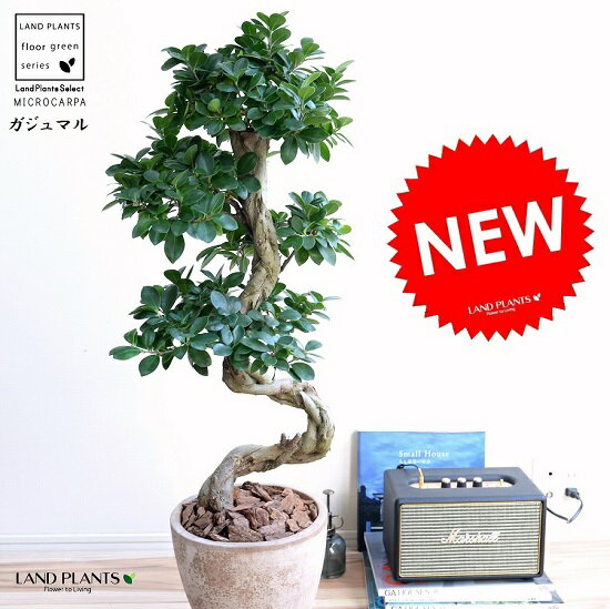 ガジュマル ガジュマル （曲がり盆栽） 茶色 エッグラウンド 陶器鉢 鉢植え 陶器 がじゅまる 大型 昇り竜 鉢 茶 ブラウン ベージュ 砂色 丸 観葉植物 送料無料 bonsai