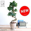 ガジュマル ガジュマル （曲がり盆栽） エッグ型 ラウンド 陶器鉢 茶色 鉢植え 陶器 がじゅまる 大型 昇り竜 鉢 茶 ブラウン ベージュ 砂色 丸 観葉植物 送料無料 bonsai