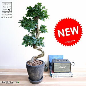 ޥ ʶʤߺϡ å 饦 ƫȭ  ȭ ƫ ޤ 緿 ε ȭ  ֥å   տʪ ̵ bonsai