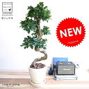 ガジュマル ガジュマル （曲がり盆栽） エッグ型 ラウンド 陶器鉢 クリーム色 鉢植え 陶器 がじゅまる 大型 昇り竜 鉢 白 白色 ホワイト オフホワイト 砂色 丸 観葉植物 送料無料 bonsai