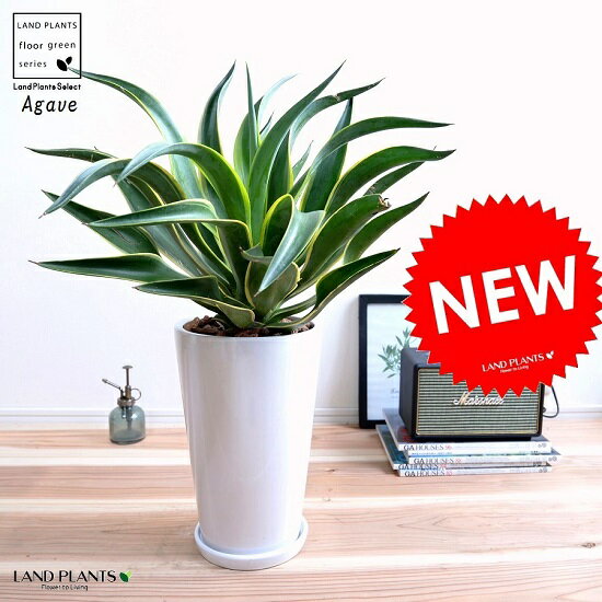 楽天市場】観葉植物 大型(種類(植物)アロエ)(観葉植物|花 楽天市場】観葉植物 大型(種類(植物)アロエ)(観葉植物|花