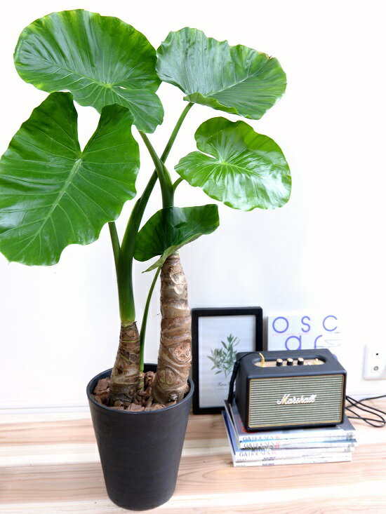 セラアート鉢 観葉植物 大きな葉の植物 黒色 クワズイモ 出世芋 鉢植え 8号 アロカシア オドラ 花 観葉植物 鉢 鉢植え アローカシア 葉っぱの傘 トトロに出てくる 苗 苗木 黒 ブラック 観葉植物 送料無料 トトロ メイ 傘 葉っぱ Land Plants 店