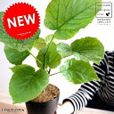 ウンベラータ 4号 プラスチック鉢 黒色 (南) 卓上サイズ 鉢植え 鉢 苗 苗木 観葉植物 白 ブラック ラウンド 丸 【お試し】