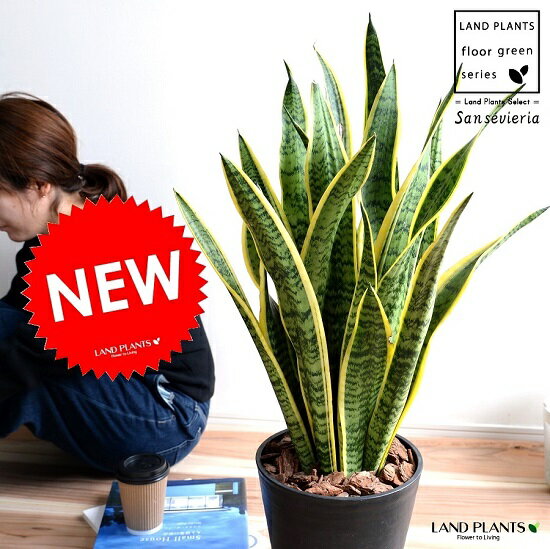 楽天市場】黒 ブラック(種類(植物)サンスベリア)(観葉植物 楽天市場】黒 ブラック(種類(植物)サンスベリア)(観葉植物