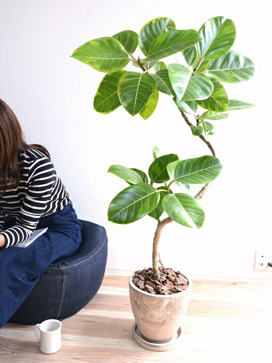 幸せをお届け エッグ型 ブラウン 花 観葉植物 花言葉は 永遠の幸福 茶色 陶器鉢 アルテシーマ 鉢植え ラウンド 大型 ラウンド 斑入り アルテシマゴムです 3dカーブ 曲がり ゴム ゴムの木 葉模様 茶 ブラウン ベージュ 丸 観葉植物 丸い葉 送料無料 Land