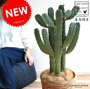 サボテン (ウチワサボテン) 3本立ち バナナリーフ バスケット (茶色) 鉢植え 墨烏帽子(スミエボシ) 大型 鉢 苗 苗木 茶 ブラウン こげ茶 丸 ラウンド 観葉植物 送料無料