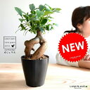 ガジュマル(幹太) プラスチック鉢 4号 黒色 鉢植え 鉢 苗 苗木 観葉植物 黒 ブラック 丸 ラウンド 送料無料
