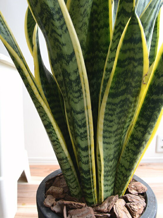 激安販売 空気をきれいにする観葉植物 お部屋の空気をリフレッシュ サンスベリア ローレンティー 黒色 エッグ型 ラウンド陶器鉢 鉢植え 大型 鉢 苗 苗木 サンセベリア 黒 ブラック 灰色 ラウンド 丸 観葉植物 送料無料 値下げ
