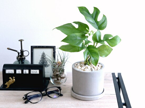 楽天市場 ヒメモンステラ セメント シリンダー型 陶器鉢 鉢植え苗 苗木 ミニモンステラ 観葉植物 灰 グレー ねずみ コンクリート 丸 ホワイト 送料無料 Land Plants 楽天市場店