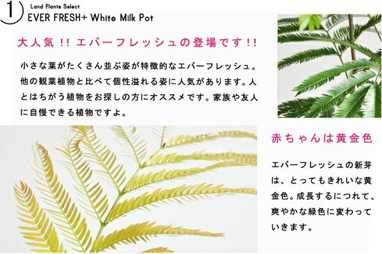 エバーフレッシュ セメント シリンダー型 陶器鉢 鉢植え 鉢 苗 苗木 観葉植物 送料無料 丸鉢 鉢植え 陶器 グレー 灰色 コンクリ コンクリート