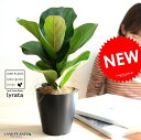 【お試し】 カシワバゴム 黒色 プラスチック鉢 4号 フィカス リラータ 鉢植え 鉢 苗 苗木 観葉植物 黒 ブラック 丸 ラウンド