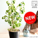 ベンジャミン (シタシオン) 黒色 プラスチック鉢 4号 斑入り バロック 鉢植え 鉢 苗 苗木 観葉植物 黒 ブラック 丸 ラウンド