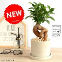 ガジュマル (幹太タイプ) セメント シリンダー型 陶器鉢 鉢植え 鉢 なえ 苗木 苗 観葉植物灰 グレー ネズミ 丸 ラウンド 送料無料