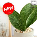 【数量限定】 サンスベリア (マッソニア) セメント シリンダー型 陶器鉢 鉢植え 鉢 苗 苗木 なえ 観葉植物 灰 灰色 グレー ねずみ 丸 ラウンド 送料無料