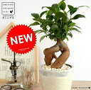 ガジュマル(幹太タイプ) やさしい色合い 陶器鉢 (白色) 鉢植え 鉢 苗 苗木 ホワイト 白 丸 ラウンド 観葉植物 送料無料