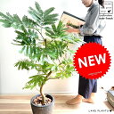 エバーフレッシュ エバーフレッシュ （自然樹形） 黒色 エッグ ラウンド 陶器鉢 鉢植え 鉢 苗 苗木 大型 観葉植物 送料無料 egg陶器 黒 ブラック 丸 ラウンド アカサヤネムノキ