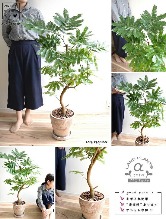 エバーフレッシュ ラウンド エッグ エッグ 鉢植え エバーフレッシュ 茶色 茶色 陶器鉢 苗木 苗 大型 送料無料 茶 鉢 観葉植物 Egg陶器 ブラウン ベージュ 丸 ラウンド アカサヤネムノキ Land Plants 店自然樹形の エバーフレッシ 床置きサイズの インテリアグリーン エバーフレッシュ ラウンド エッグ エッグ 鉢植え エバーフレッシュ 茶色 茶色 陶器鉢 苗木 苗 大型 送料無料 茶 鉢 観葉植物 Egg陶器 ブラウン ベージュ 丸 ラウンド アカサヤネムノキ Land Plants 店自然樹形の エバーフレッシ 床置きサイズの インテリアグリーン