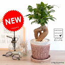 ガジュマル(幹太タイプ) やさしい色合い 陶器鉢 (赤色) 鉢植え 陶器鉢 鉢 苗 苗木 レッド 赤 ラウンド 観葉植物 送料無料
