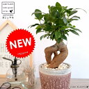 ガジュマル(幹太タイプ) やさしい色合い 陶器鉢 (赤色) 鉢植え 鉢 苗 苗木 レッド 赤 ラウンド 観葉植物 送料無料