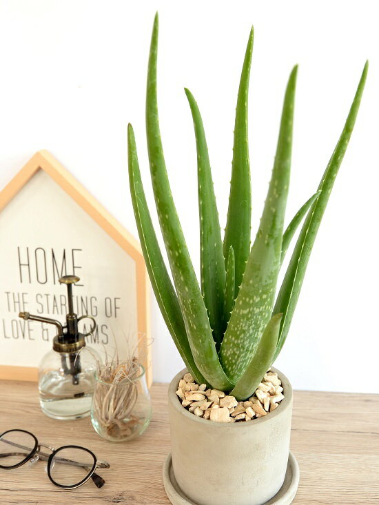 楽天市場 アロエベラ セメント シリンダー型 陶器鉢 アロエ ベラ 鉢植え 鉢 苗 苗木 観葉植物 送料無料 灰色 灰 グレー ねずみ 丸 ラウンド Land Plants 楽天市場店