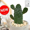 【希少】 サボテン スミエボシ 1F(ミニバンザイ) セメント シリンダー型 陶器鉢 カクタス 鉢植え 鉢 苗 苗木 観葉植物灰色 灰 グレー ねずみ 丸 ラウンド 多肉植物 送料無料