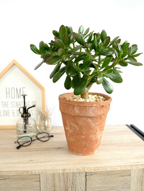 楽天市場 金のなる木 花月 茶色 モスポット トール ラウンド型 鉢植え カネノナルキ 金のなる木 カゲツ ベンケイソウ 茶 ブラウン オレンジ 素焼 陶器 丸 ラウンド 観葉植物 送料無料 Land Plants 楽天市場店 楽天市場 金のなる木 花月 茶色 モスポット トール ラウンド型 鉢植え カネノナルキ 金のなる木 カゲツ ベンケイソウ 茶 ブラウン オレンジ 素焼 陶器 丸 ラウンド 観葉植物 送料無料 Land Plants 楽天市場店