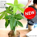 パキラ (幹太タイプ) 黒色 プラスチック鉢 4号 幹太パキラ アクアティカ 発財樹 お金の木 お金を生み出す樹 鉢植え 鉢 苗 苗木 観葉植物 黒 ブラック ...