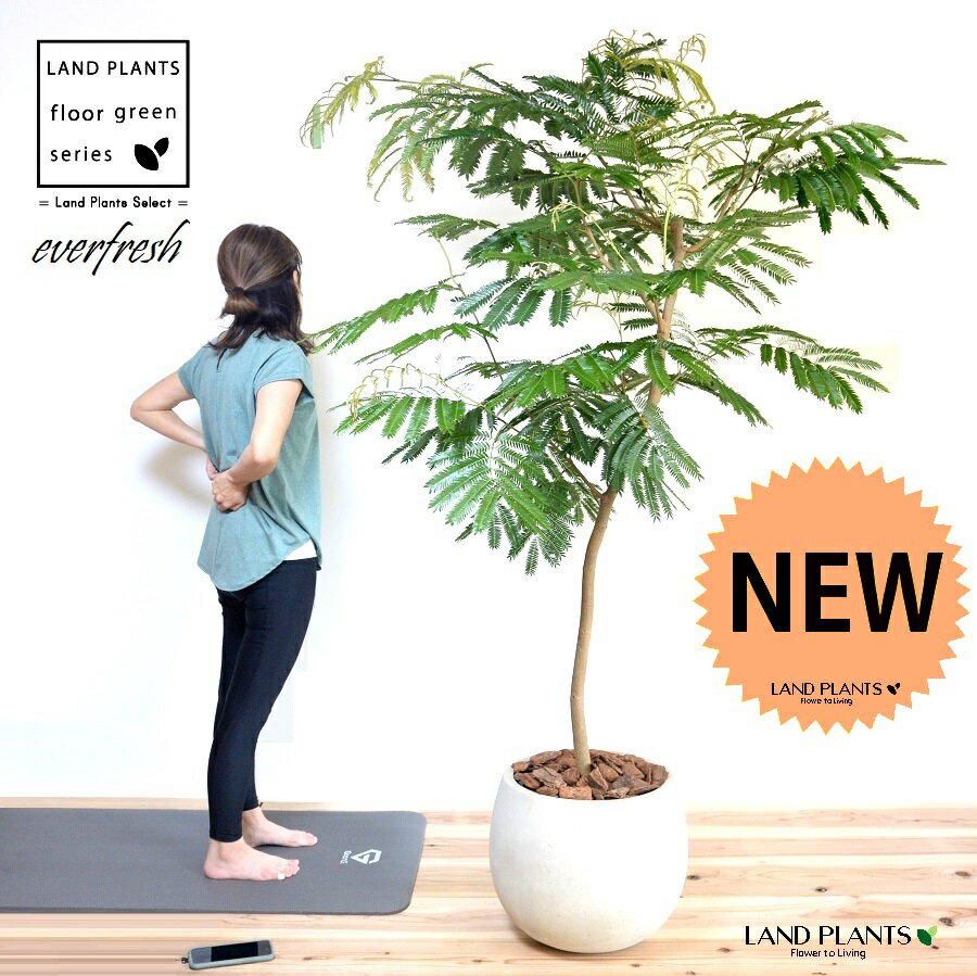 楽天市場】エバーフレッシュ(高さ(植物)131cm ~)の通販 楽天市場】エバーフレッシュ(高さ(植物)131cm ~)の通販
