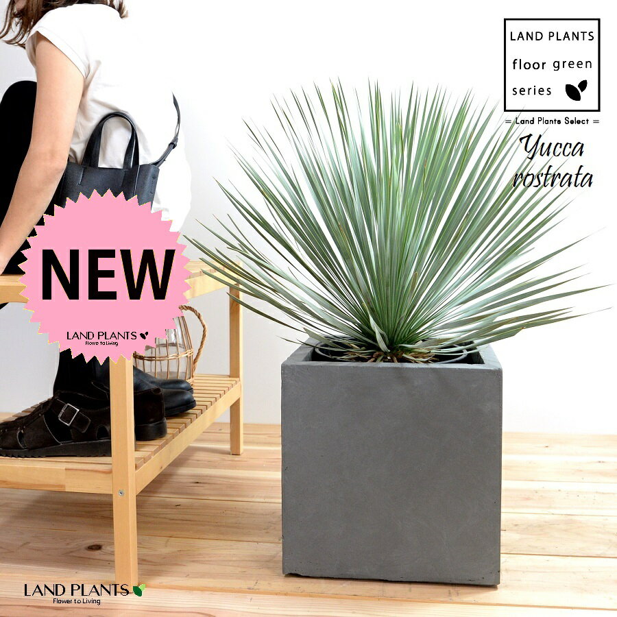楽天市場】ユッカ・ロストラータ(高さ(植物)71 ~ 130.9cm 楽天市場】ユッカ・ロストラータ(高さ(植物)71 ~ 130.9cm