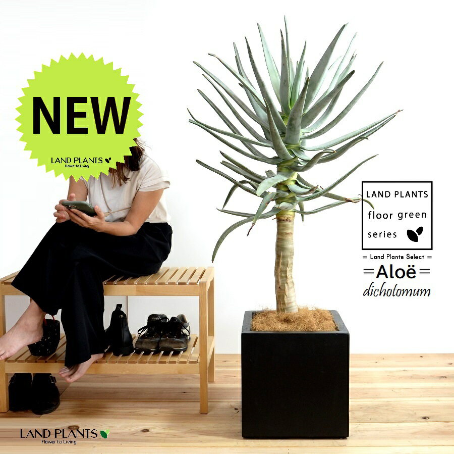 アロエ（ディコトマ） 10号 ファイバー製 キューブ型 陶器鉢 黒色 【ココファイバー・プラ皿・育て方】..