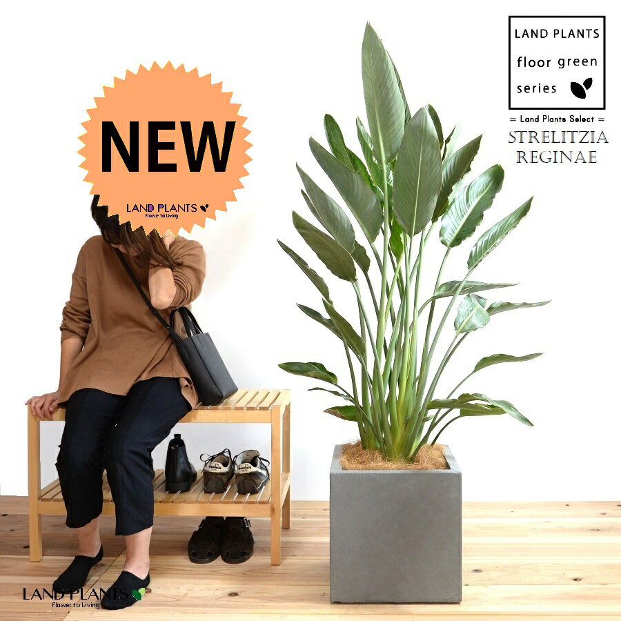 ストレリチア（レギネ：極楽鳥花） ファイバー製 キューブ型 陶器鉢 灰色 【ココファイバー・プラ皿・..