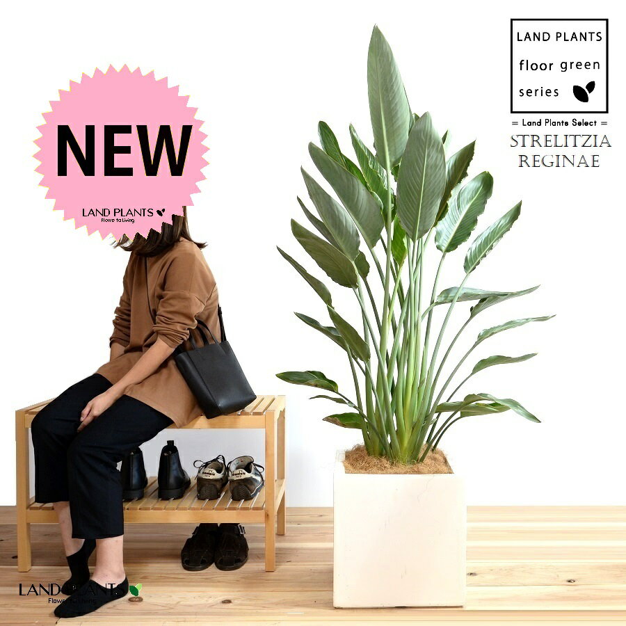 ストレリチア(レギネ:極楽鳥花) ファイバー製 キューブ型 陶器鉢 黒色 【ココファイバー・プラ皿・育て方】 FRP製 鉢 鉢植え 植木鉢 陶器 ストレチリア オーガスタ 黒 ブラック 角 四角 大型 尺 尺鉢