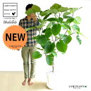 観葉植物（売れ筋ランキング） ウンベラータ（自然樹形） 10号 セラアート鉢 白色 【白色・プラ皿・育て方】 鉢 鉢植え 植木鉢 プラ鉢 プラスチック フィカス フィッカス ゴムノキ ゴムの木 ゴム ウンダベータ ウランベータ 白 ホワイト 丸 丸型 ラウンド 大型 尺 尺鉢