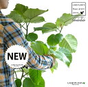 ウンベラータ(自然樹形) 10号 セラアート鉢 白色 【白色・プラ皿・育て方】 鉢 鉢植え 植木鉢 プラ鉢 プラスチック ゴムノキ ゴムの木 ゴム ウンダベータ...