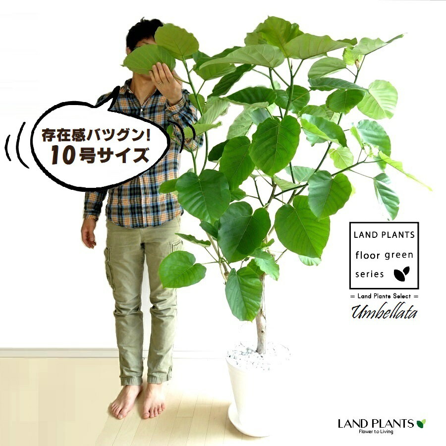 ウンベラータ（自然樹形） 10号 セラアート鉢 白色 【白色 プラ皿 育て方】 鉢 鉢植え 植木鉢 プラ鉢 プラスチック ゴムノキ ゴムの木 ゴム ウンダベータ ウランベータ 白 ホワイト 丸 丸型 ラウンド 大型 尺 尺鉢