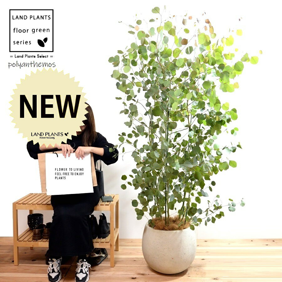 楽天市場】ユーカリ(高さ(植物)131cm ~)の通販 楽天市場】ユーカリ(高さ(植物)131cm ~)の通販