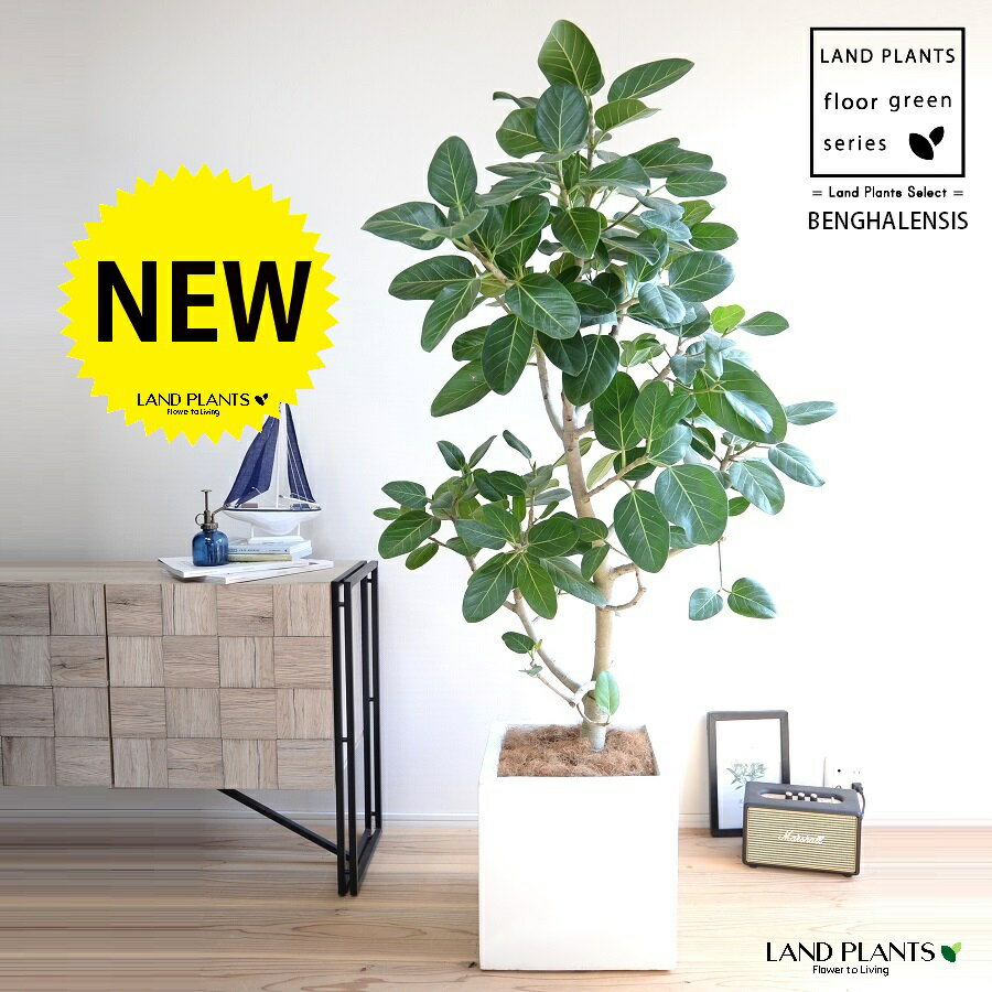 ベンガルゴム（自然樹形） 10号 白色 ファイバー製 キューブ型 陶器鉢 【ココファイバー・プラ皿】 FRP製 ベンガルゴム ベンガルボダイジュ 鉢 鉢植え 植木鉢 陶器 ゴムノキ ゴムの木 ゴム 白 ホワイト 角 四角 大型 尺 尺鉢