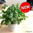 シュガーバイン プラスチック鉢 4号 (白色) 鉢植え 鉢 苗 苗木 なえ 観葉植物 白 ホワイト 丸 ラウンド グランドカバー