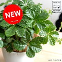シュガーバイン プラスチック鉢 4号 (白色) 鉢植え 鉢 苗 苗木 なえ 観葉植物 白 ホワイト 丸 ラウンド グランドカバー